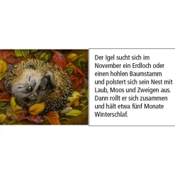 Käthe Wohlfahrt Adventskalender